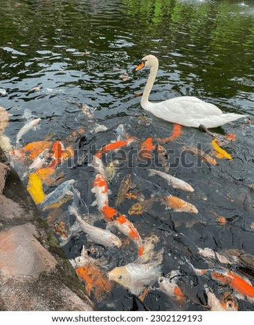 Fish and swan swim together