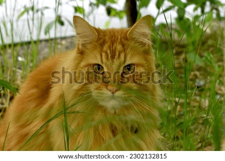 Portrait of a beautiful striped red-haired cat close-up. A big orange cat is hiding in a bush. A calm Red cat sits.