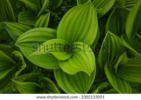 Green leaves pattern background, natural background. Close-up view of nature against the background of green. Tropical leaf.