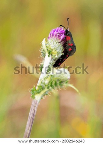 selective focus of a six-spot burnet (Zygaena filipendulae) on a thistle flower with blurred background