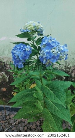 a picture of a beautiful hydrangea flower plant in front of a wall during the day