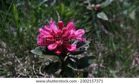 Blooms: Alpenrose flower, (Rhododendron ferrugineum) vibrant presence in the alpine meadow. Summer shots