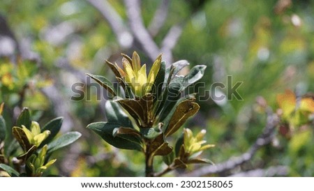 Alpenrose plant, (Rhododendron ferrugineum) vibrant presence in the alpine meadow. Summer shots