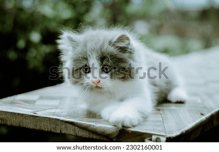 very adorable and cute fluffy cat for wallpaper or poster