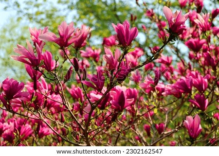Magnolia tree flower is a large genus of about 210 flowering plant species in the subfamily Magnolioideae of the family Magnoliaceae. It is named after French botanist Pierre Magnol.