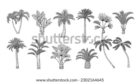 Sketch tropical palm trees. Hand drawn vintage Hawaii beach palms, engraved exotic nature botanical illustration set of sketch exotic hawaii tropical palm