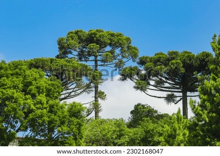 Three crowns of the tree known as araucaria (Araucaria angustifolia) dominant tree species of mixed rain forest, occurring mostly in southern Brazil, with a blue sky in the background. Royalty-Free Stock Photo #2302168047