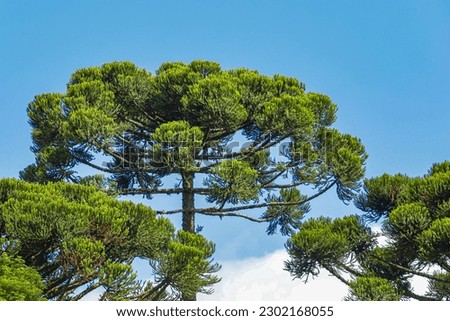 Three crowns of the tree known as araucaria (Araucaria angustifolia) dominant tree species of mixed rain forest, occurring mostly in southern Brazil, with a blue sky in the background. Royalty-Free Stock Photo #2302168055