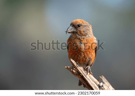 Red crossbill on a perch Royalty-Free Stock Photo #2302170059