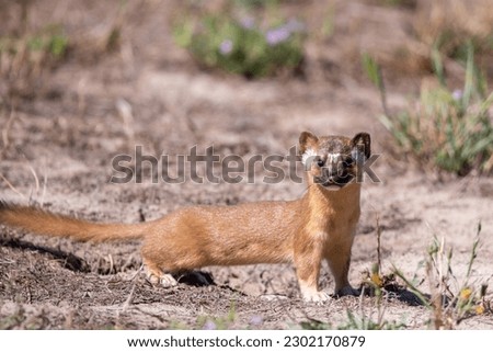 Long-tailed weasel closeup in field  Royalty-Free Stock Photo #2302170879