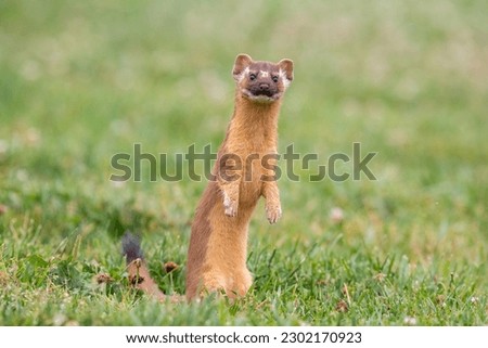 Long-tailed weasel standing in field  Royalty-Free Stock Photo #2302170923