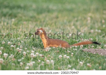 Long-tailed weasel closeup in field  Royalty-Free Stock Photo #2302170947