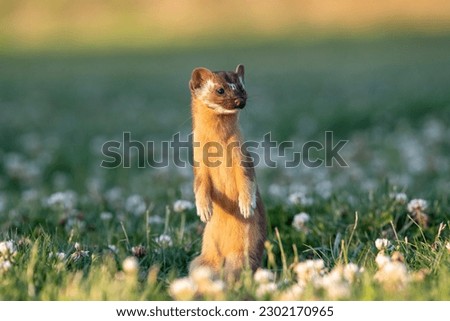 Long-tailed weasel standing in field at sunset Royalty-Free Stock Photo #2302170965