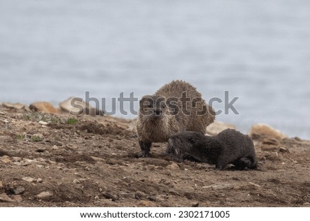 River otter with pup in a lagoon edge