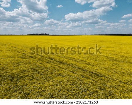 yellow rapeseed field against a backdrop of blue skies and white clouds from a bird's eye view