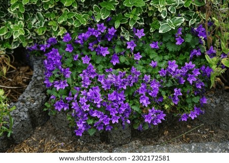 Campanula portenschlagiana flowers bloom in the garden in June. Campanula portenschlagiana, the wall bellflower, is a species of flowering plant in the family Campanulaceae. Berlin, Germany Royalty-Free Stock Photo #2302172581