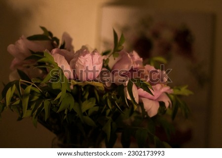 pink flowers in the room, pink peonies in the vase