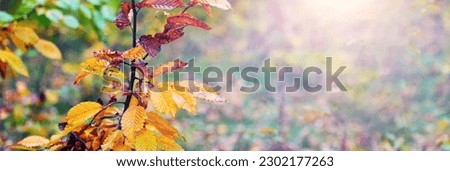 Autumn forest with colorful leaves on the trees on a sunny day, autumn background