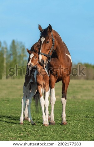 Mare with a foal in the field in summer Royalty-Free Stock Photo #2302177283