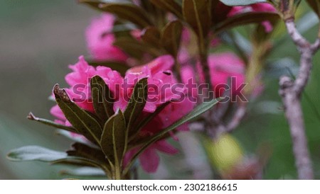 Blooms: Alpenrose flower, (Rhododendron ferrugineum) vibrant presence in the alpine meadow. Summer shots