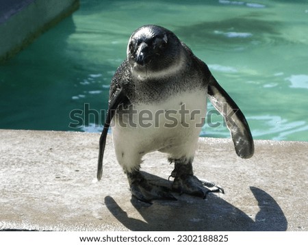 A Penguin with black colored head looking towards the camera. The Picture was taken in a zoo.