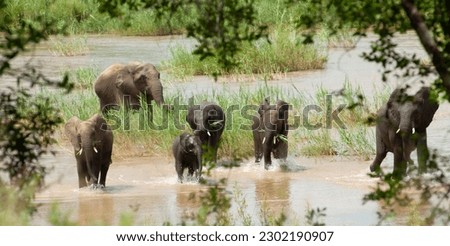 3-7 march 2014
South Africa, Kruger National Park Royalty-Free Stock Photo #2302190907