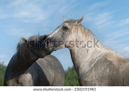 White Camargue Horses  in Parc Regional de Camargue - Provence, France Royalty-Free Stock Photo #2302191983