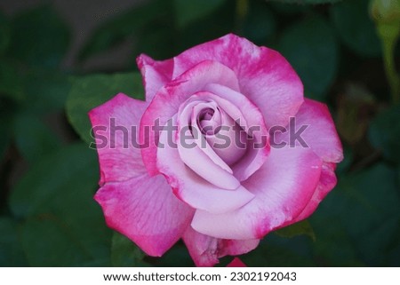 Blooming Pink and Purple roses in early summer