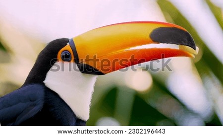 A vibrant toucan perches on a branch in a lush, tropical setting. This colorful bird with its oversized bill is perfect for designs related to nature, wildlife, or travel.