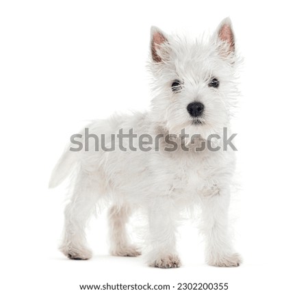 side view of a standing Puppy West Highland White Terrier, isolated on white Royalty-Free Stock Photo #2302200355