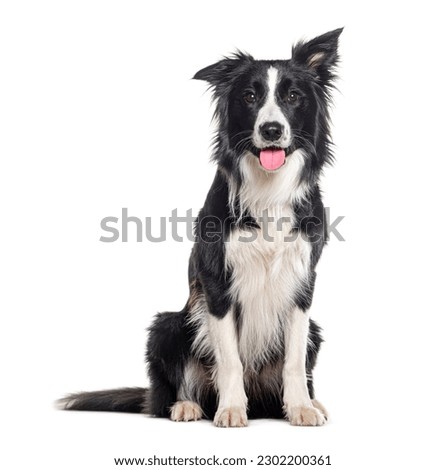 Young Black and white Panting Border collie sitting and looking at the camera, One year old, Isolated on white Royalty-Free Stock Photo #2302200361