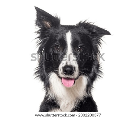 Head shot of a Young Black and white Border collie panting looking at the camera, One year old, Isolated on white