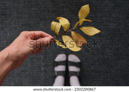 A branch with withered leave, withered leaves on a branch in a woman hand at home. close up concept photo idea. 