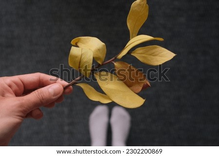 A branch with withered leave, withered leaves on a branch in a woman hand at home. close up concept photo idea. 