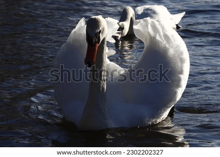 photo of a large flock of swans on the river