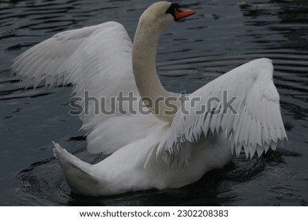 White mute swan cygnus on the water with open wings Royalty-Free Stock Photo #2302208383