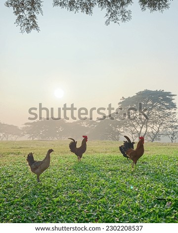Two roosters and a hen in the meadow