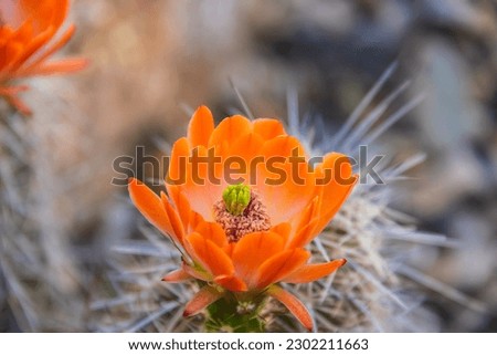 The orange blooms of the hedgehog cactus (Echinocereus triglochidiatus), or Claretcup cactus of Arizona in full sunlight. Royalty-Free Stock Photo #2302211663