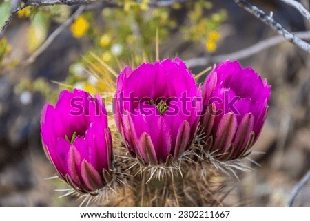 The purple blooms of the hedgehog cactus (Echinocereus triglochidiatus), or Claretcup cactus of Arizona in full sunlight. Royalty-Free Stock Photo #2302211667