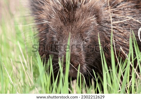 A porcupine eating the new grasses in the early summer