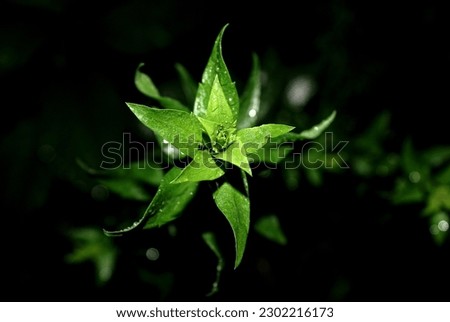 Macro photo of a green plant with star-shaped leaves, on a black background. Image of nature for educational materials, websites, wallpaper designs or marketing campaigns