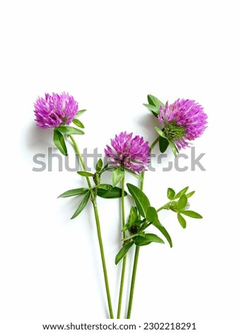 pink clover flowers isolated on white background  Royalty-Free Stock Photo #2302218291