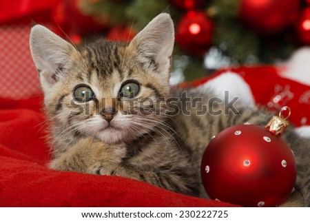 Christmas kitten with red christmas decoration