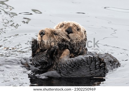 Two sea otters together in the ocean