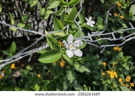 gardenia flowers, white flowers, pictures of flowers and green leaves of Thailand, nature wallpapers, pictures of summer Thailand with flowers in full bloom.