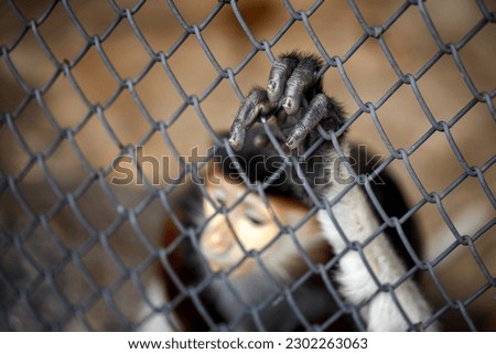 Picture of a monkey touching the cage with his finger and making a sad face.