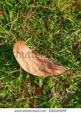 Dry leaf falls on the grass in the morning sun
