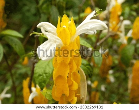 picture of a flower in garden of sikkim
