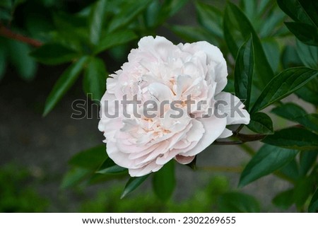 Chinese peonies are in full bloom