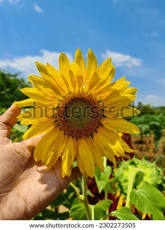 Sunflowers have bright yellow petals like the rays of the sun. Blooms in summer and flower heads always face the sun.